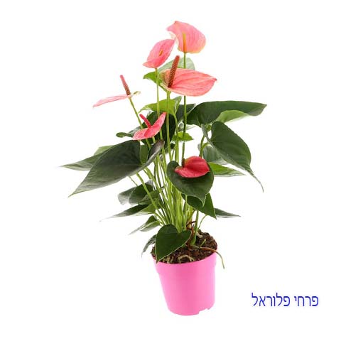 אנטוריום | פרחי פלוראל אנטוריום אדום