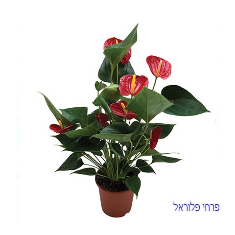 אנטוריום | פרחי פלוראל אנטוריום אדום
