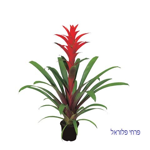 עציץ גוזמניה