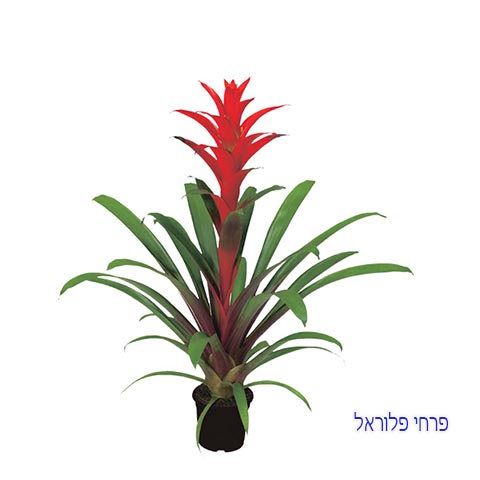 גוזמניה | פרחי פלוראל עציץ גוזמניה