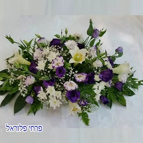 סידור סגול לבן