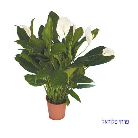 עציץ ספטייליום